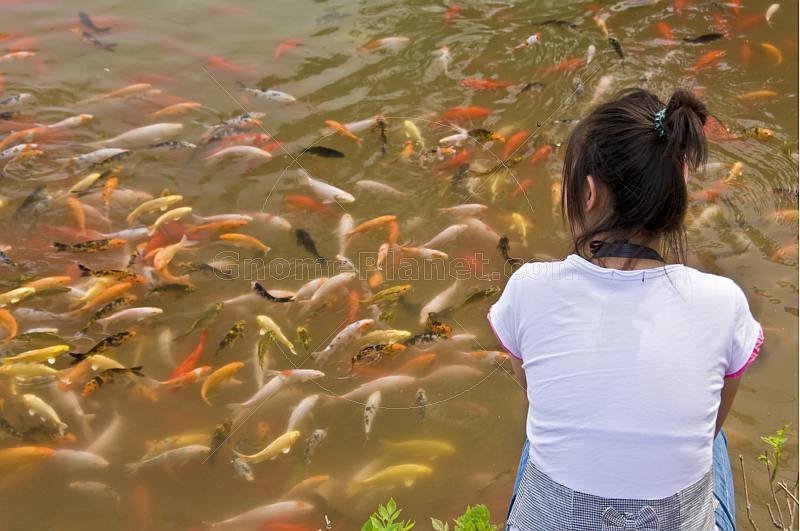 Girl watching a shoal of Goldfish at the Bishu Shanzhuang summer resort for Qing Emperors.