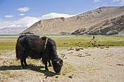 Yaks grazing next to Karakul Lake, near the Karakoram Highway between Kashgar and Tashkurgan.
