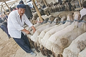 Man selling fat-tailed sheep.