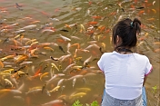 Girl watching a shoal of Goldfish at the Bishu Shanzhuang summer resort for Qing Emperors.