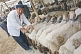 Image of Man selling fat-tailed sheep.