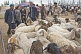 Image of Traders discuss the price of sheep at the Sunday Market.