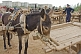 Image of Sunday market - donkey carts awaiting hire.