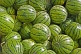Image of Green water melons.