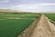 Image of A rammed-mud section of the Great Wall of China stands next to rice paddy fields.