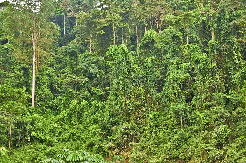 Densely packed trees and other undergrowth in a typical Congolese jungle.