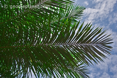 High clouds and a blue sky contrast the dark leaves of a palm tree.
