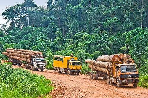 Oasis Overland truck waits between 2 timber trucks on a logging road through dense jungle.