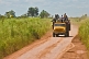 An old yellow truck with passengers riding on the back drives down a dusty jungle road.