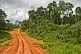 Image of A dusty logging road snakes through the densely forested jungle.