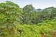 Image of Densely packed trees and other undergrowth in a typical Congolese jungle.