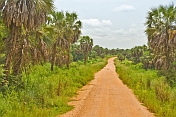 A graded sandy road passes through a plantation of Palmyra palms (Borassus aethiopum).