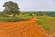 Image of A graded sandy road runs through forested savannah grassland.