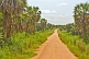 A graded sandy road passes through a plantation of Palmyra palms (Borassus aethiopum).