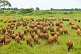 A herd of brown cattle grazing in a field of long grass.