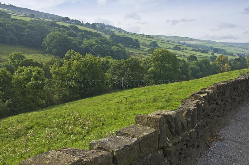 Tree-lined valley of small fields with dry stone wall on Woodhead Road A6024.