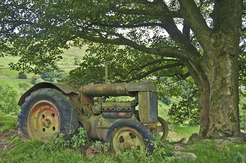 Abandoned Fordson tractor in field under a sycamore tree.