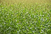 A field of young Maize (Zea mays) plants aka sweet corn.
