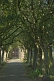 Image of Cherry-tree covered walk to the Emmanuel Shelley stone church.