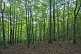 A deserted Beech (Fagus sylvatica) tree forest.