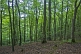 Image of A deserted Beech (Fagus sylvatica) tree forest.