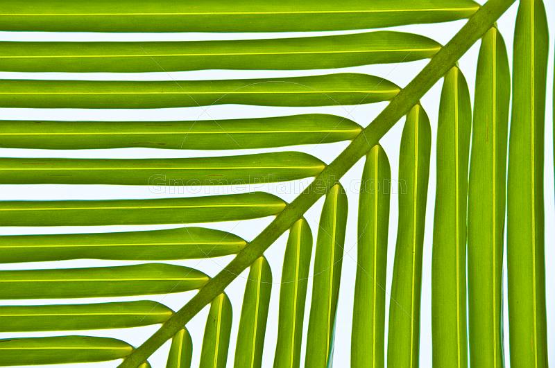 Palm leaf in Amazon camp