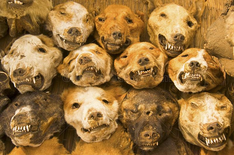 Dried Dog Heads in Fetish Market