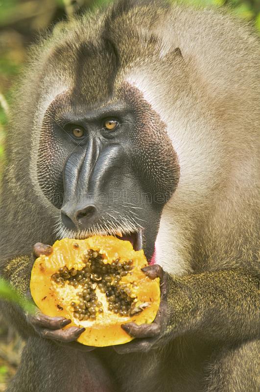 Drill Monkey eating a Papaya